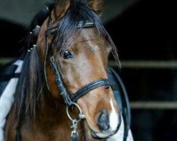 Pferd Ranger Junior (Deutsches Reitpony, 2007, von Mahrdorf Ranger)