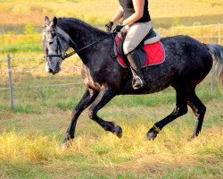 broodmare Dola (Lithuanians Warmblood, 2011)