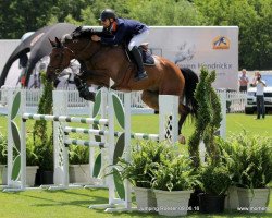 jumper Dzeus de Liberty (Belgian Warmblood, 2009, from Conterno Grande)