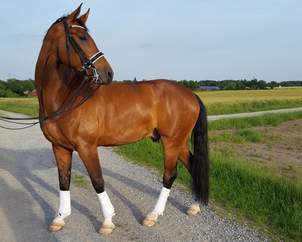 dressage horse Floh S (Westphalian, 2008, from Funke)