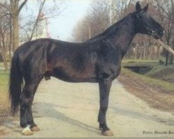 Deckhengst Aldato Furioso-182 (Ungarisches Warmblut, 1979, von Aldato)