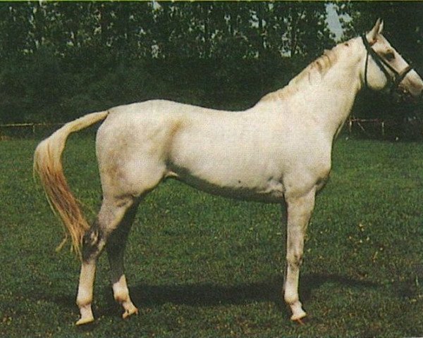 stallion Aldato-232 (Hungarian Warmblood, 1982, from Aldato)