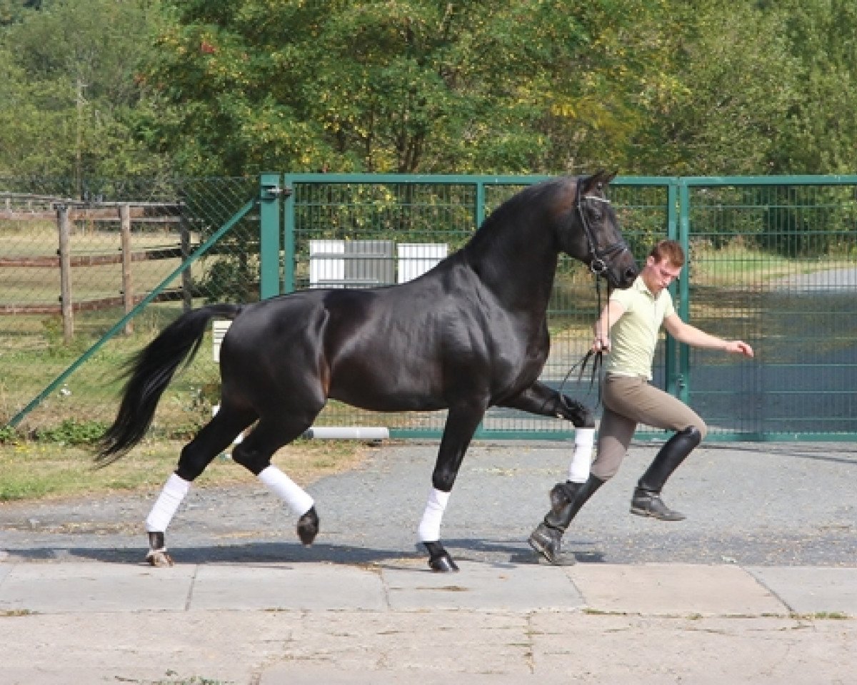 stallion Jazzman (KWPN (Royal Dutch Sporthorse), 1996, from Jazz)
