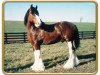 stallion Commander Mark Argyll (Clydesdale, 1983, from Roughlands Commander)