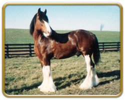 Deckhengst Commander Mark Argyll (Clydesdale, 1983, von Roughlands Commander)