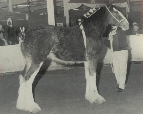 broodmare White Heather Belly Dancer (Clydesdale, 1996, from Cedarlane Commander Mark Argyll)