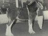 broodmare White Heather Belly Dancer (Clydesdale, 1996, from Cedarlane Commander Mark Argyll)