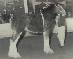 Zuchtstute White Heather Belly Dancer (Clydesdale, 1996, von Cedarlane Commander Mark Argyll)