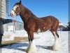 Deckhengst Greenwood Farm's Sherman (Clydesdale, 2001, von Greendykes Sherman)