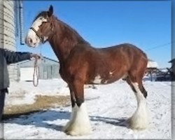 Deckhengst Greenwood Farm's Sherman (Clydesdale, 2001, von Greendykes Sherman)