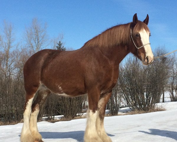 broodmare Hill Topper Sky (Clydesdale, 2008, from Greenwood Farm's Sherman)