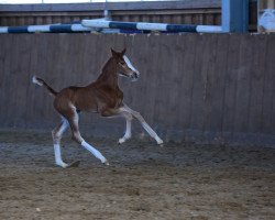 jumper Louisiana GK (German Sport Horse, 2016, from Levisto Z)