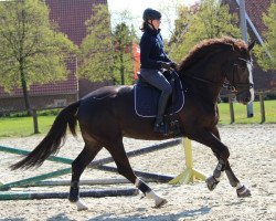 dressage horse Donatella 84 (Oldenburg, 2009, from Diamond Hit)