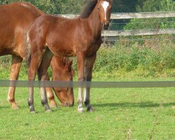 Springpferd Monti (KWPN (Niederländisches Warmblut),  , von Thamar)