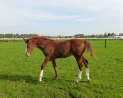 jumper Mexx (KWPN (Royal Dutch Sporthorse),  , from Thamar)