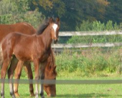 jumper Monti (KWPN (Royal Dutch Sporthorse),  , from In Between)