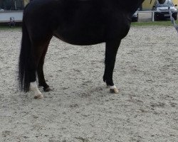 broodmare Amara 53 (German Sport Horse, 2005, from Renier)