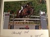 broodmare Emily 28 (Hanoverian, 1998, from Espri)