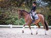 dressage horse Maharadscha (German Riding Pony, 2001, from Mambo Moscan)