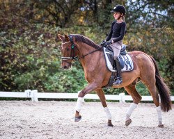 dressage horse Maharadscha (German Riding Pony, 2001, from Mambo Moscan)