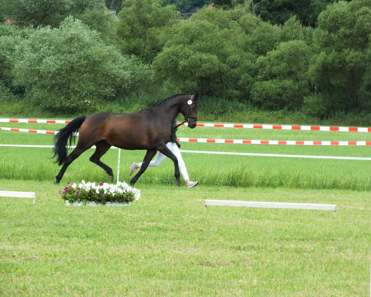 Zuchtstute Fine Sierra R. (Zweibrücker, 2009, von Fürst Romancier)
