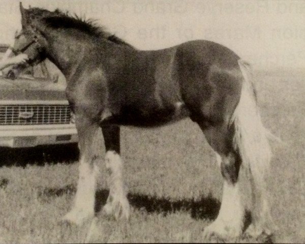 stallion Croydon Aristocrat (Clydesdale, 1979, from Ridgedale Scottie Supreme)