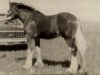 stallion Croydon Aristocrat (Clydesdale, 1979, from Ridgedale Scottie Supreme)