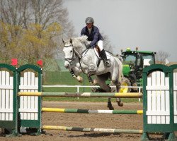 jumper Cissecou R (Oldenburg show jumper, 2009, from Clinton I)