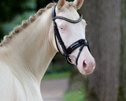 Zuchtstute Clara Blue (Deutsches Reitpony, 2014, von Countdown RB)