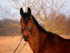 dressage horse Rilanco (Mecklenburg, 2009, from Repertoire 4)