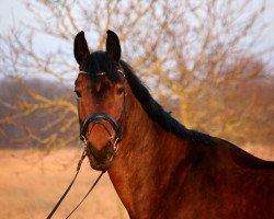 dressage horse Rilanco (Mecklenburg, 2009, from Repertoire 4)