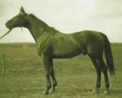 stallion 969 Ozora Árvácska (Kisber-Felver, 1945, from 266 Gidran I-14)