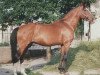 stallion Igar Arvacska-44 (Kisber-Felver, 1981, from Ozora Árvácska-5)