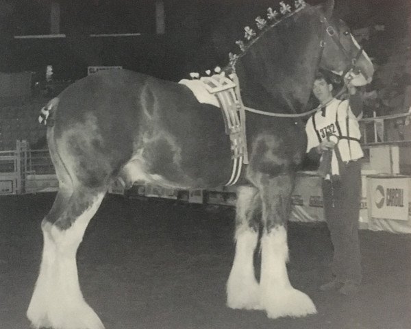 Deckhengst Torrs Quicksilver (Clydesdale, 1993, von Torrs Trueform)