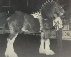 stallion Torrs Quicksilver (Clydesdale, 1993, from Torrs Trueform)