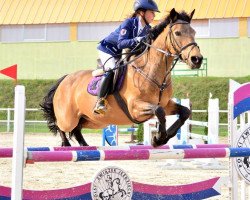 jumper Tullamore Girl (Connemara Pony, 2000)