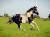 dressage horse Sternbergs Sunshine (German Riding Pony, 2011, from Gasparone)