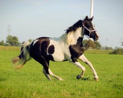 dressage horse Sternbergs Sunshine (German Riding Pony, 2011, from Gasparone)