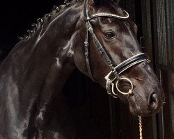 dressage horse Jack Sparrow´s Black Pearl (Oldenburg, 2013, from Jack Sparrow S)