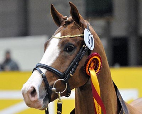 dressage horse King Hardy (German Riding Pony, 2008, from King Bjuti)