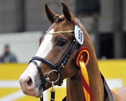 Dressurpferd King Hardy (Deutsches Reitpony, 2008, von King Bjuti)