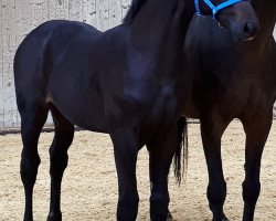 dressage horse D'Artagnan (Bavarian, 2017, from Destano)