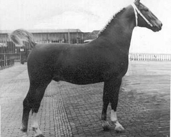 stallion Balthazar (Dutch Warmblood, 1959, from Tamboer)