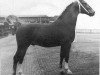 stallion Balthazar (Dutch Warmblood, 1959, from Tamboer)