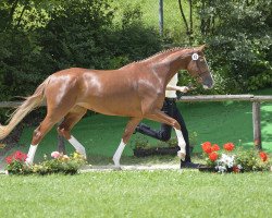 broodmare Queen of Hearts 4 (Hanoverian, 2008, from Quaterback)