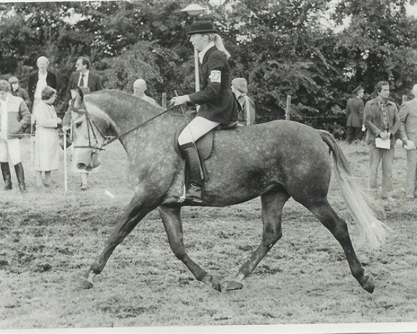 Zuchtstute Sugata (Koninklijk Warmbloed Paardenstamboek Nederland (KWPN), 1976, von Lucky Boy xx)