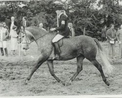 broodmare Sugata (KWPN (Royal Dutch Sporthorse), 1976, from Lucky Boy xx)