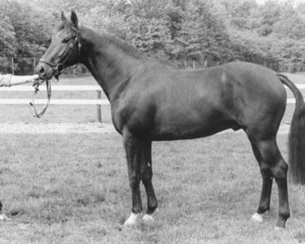 stallion Zaire (KWPN (Royal Dutch Sporthorse), 1981, from Le Val Blanc xx)