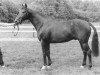 stallion Zaire (Royal Warmblood Studbook of the Netherlands (KWPN), 1981, from Le Val Blanc xx)