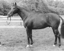 stallion Zaire (KWPN (Royal Dutch Sporthorse), 1981, from Le Val Blanc xx)